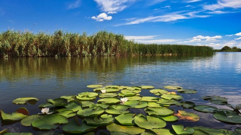 Acționând local pentru un impact global. Diversitatea Biologică și rolul apei la #focustogreenecolife Acționând local pentru un impact global. Diversitatea Biologică și rolul apei la #focustogreenecolife